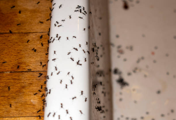 Best Affordable Pest Control Services  in Sulphur, OK