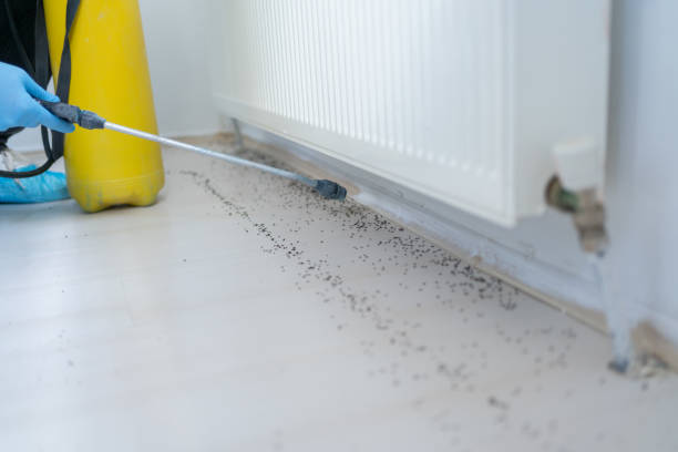 Best Ant Control Services  in Sulphur, OK