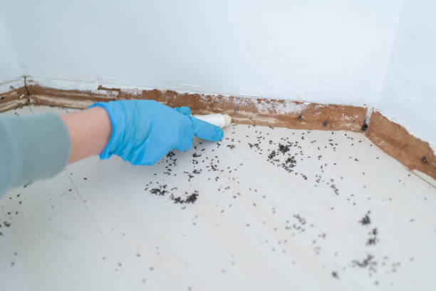 Best Pest Prevention Services  in Sulphur, OK
